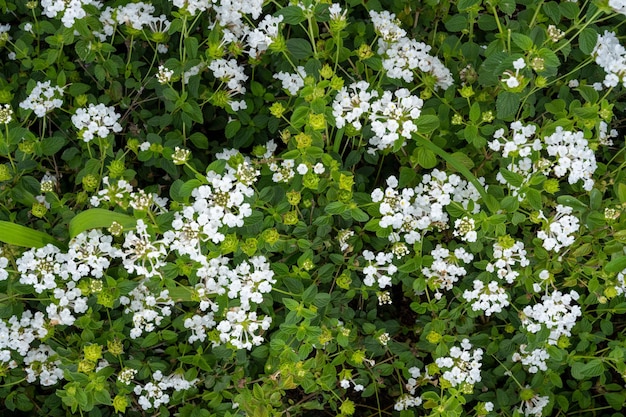 fresh flowers in the garden