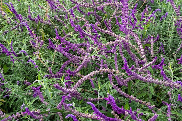 fresh flowers in the garden