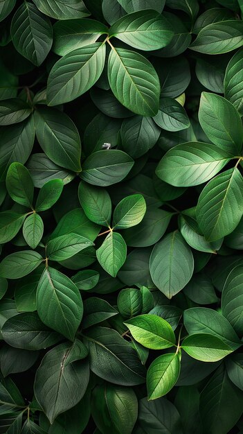 Fresh Foliage Background