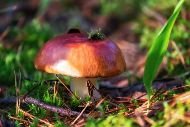 Fresh forest mushroom russule growing in autumn forest Nature environment and picking season concept