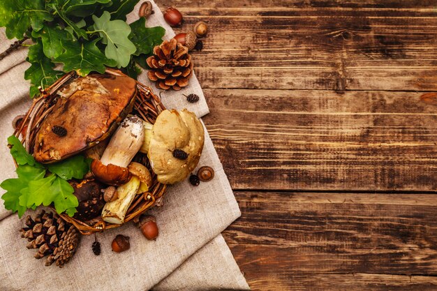 Fresh forest mushrooms. Assorted gourmet porcini and boletus, oak leaves