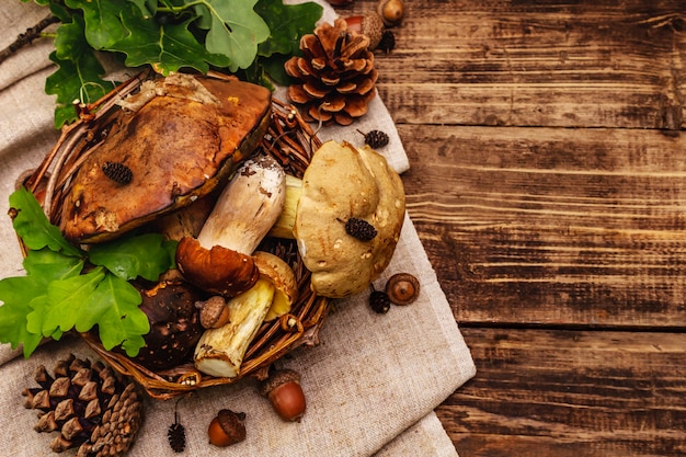 Fresh forest mushrooms. Assorted gourmet porcini and boletus, oak leaves