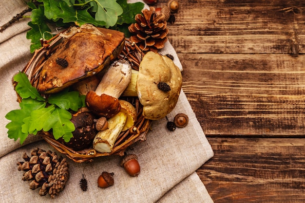 Fresh forest mushrooms. Assorted gourmet porcini and boletus, oak leaves