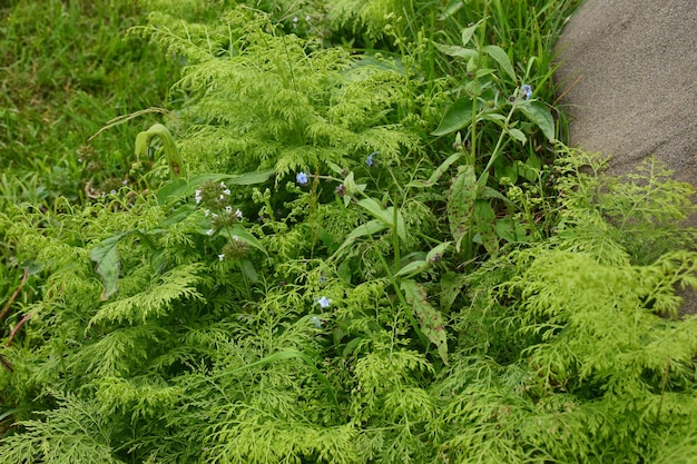 Fresh Forest in summer