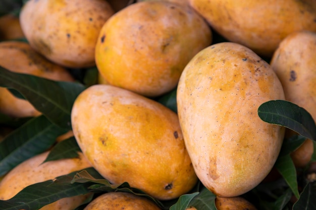 Fresh Fruits Ripe Mango Displayed for sale in the Market of Bangladesh