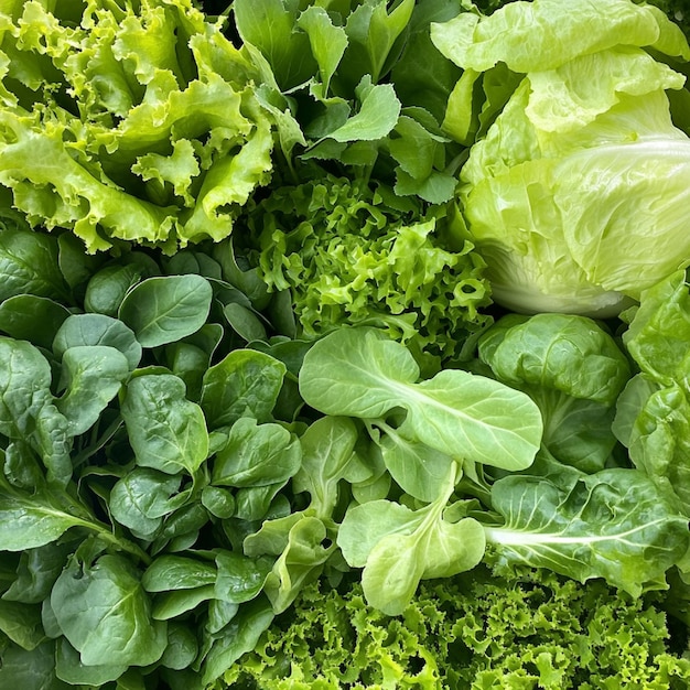 Photo a fresh garden harvest of mixed leafy greens including lettuce mustard greens and bok choy