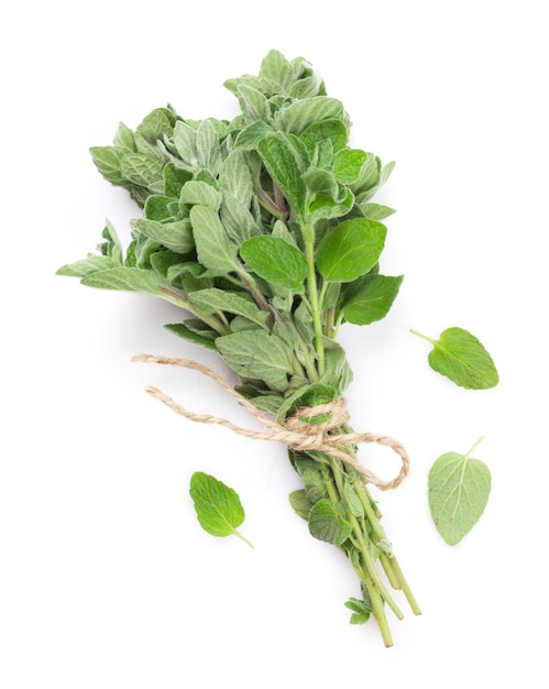 Fresh garden oregano herb