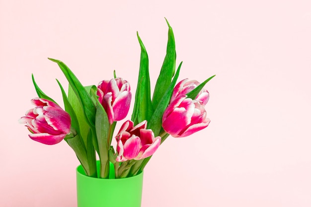 Fresh garden pink tulips on a soft pink