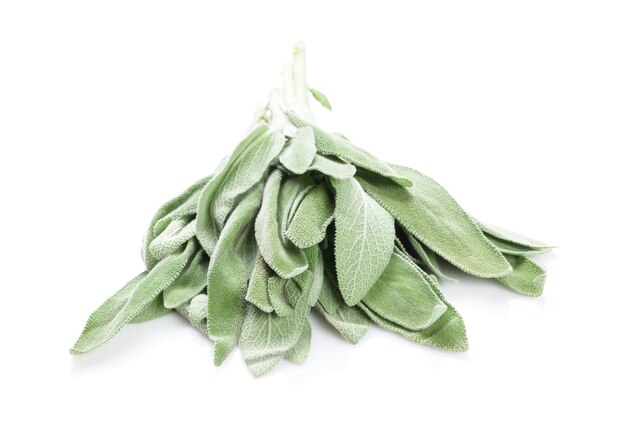 Fresh garden sage herb