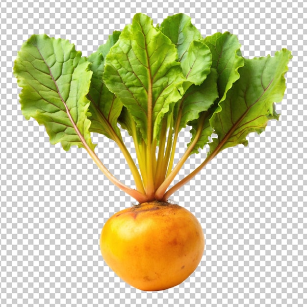 fresh golden beet on transparent background