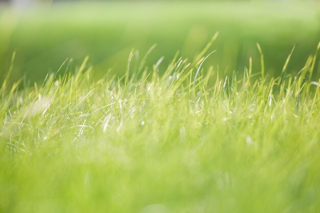  The fresh grass the background blur use for the illustrations 