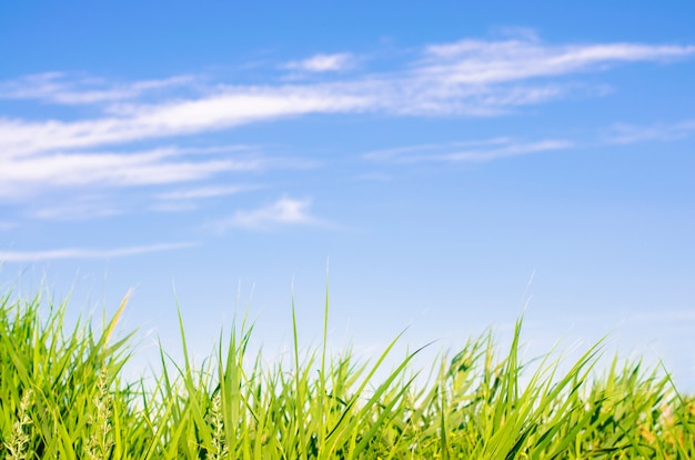 Fresh grass on and blue sky. landscape. beautiful view. nature, environment.