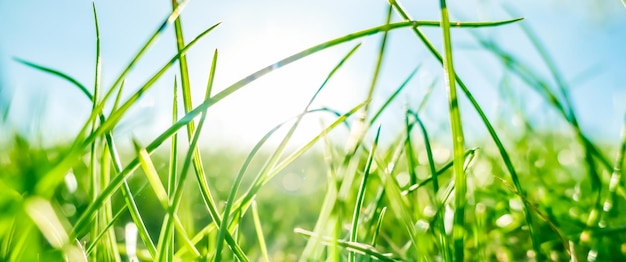 Fresh grass and sunny blue sky on a green field at sunrise nature of countryside