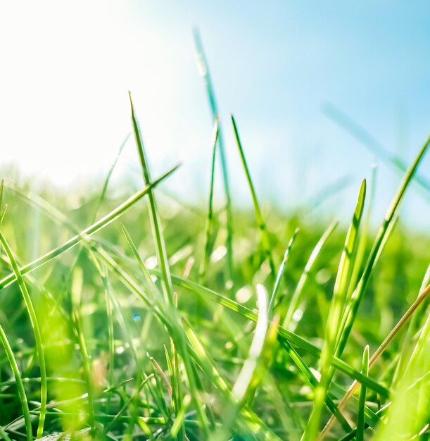 Fresh grass and sunny blue sky on a green field at sunrise nature of countryside