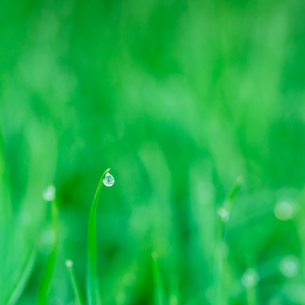 Fresh grass with dew drop