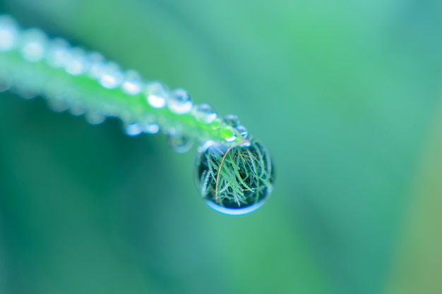 Fresh grass with dew drops