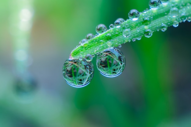 Fresh grass with dew drops