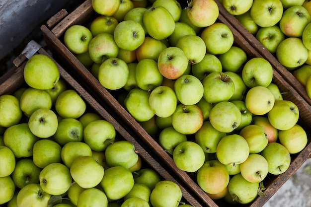 Fresh green apples on the wooden boxes harvest