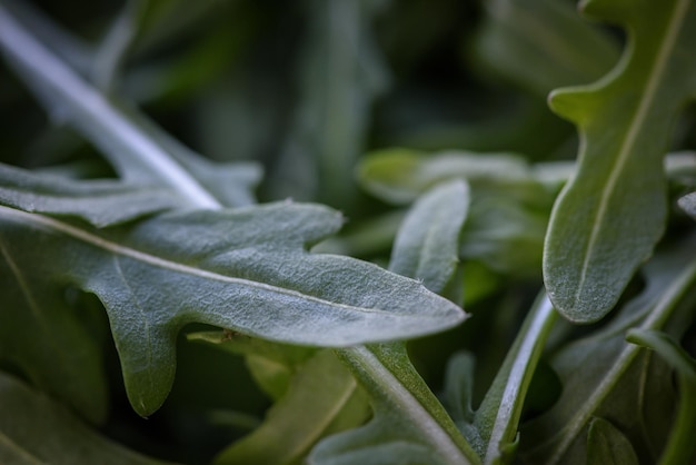 Fresh green arugula leaves Close up