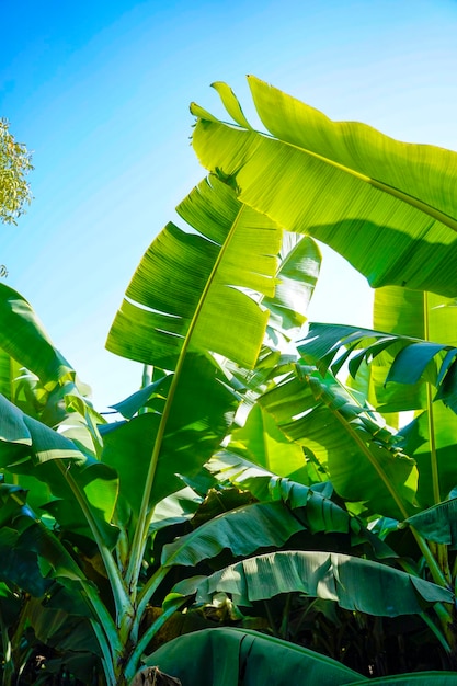 Fresh green banana leaf at agriculture field on sky background