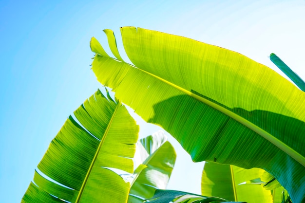 Fresh green banana leaf at agriculture field on sky background