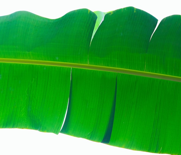 Fresh green banana leaf isolated on white background