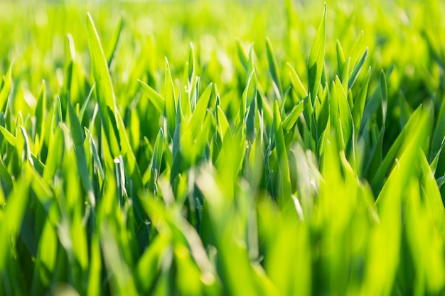 Fresh green barley