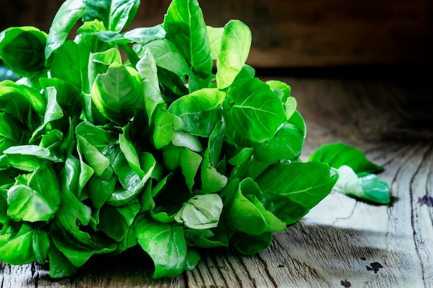 Fresh green basil in a beam on a vintage wooden background selective focus