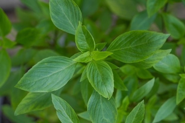 Fresh green basil herb leaves Sweet basil on nature background