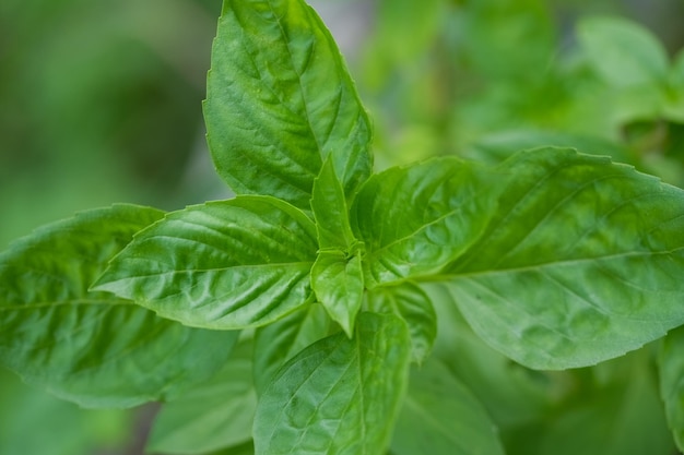 Fresh green basil herb leaves Sweet basil on nature background