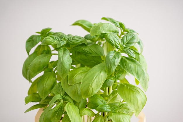 Fresh green basil plant on gray background Closeup