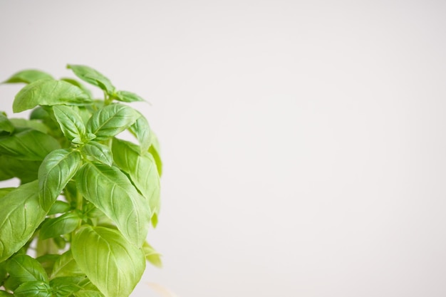 Fresh green basil plant on gray background space for text closeup