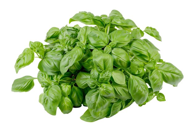 Fresh Green Basil Plant Isolated on White Background