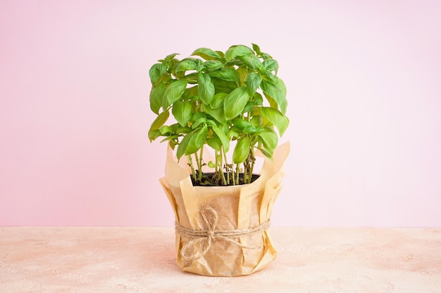 Fresh green basil plant in pot on beige background