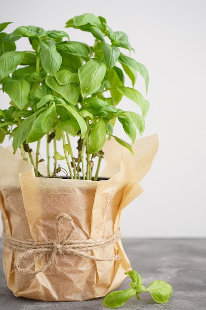 Fresh green basil plant in pot on gray background closeup vertically