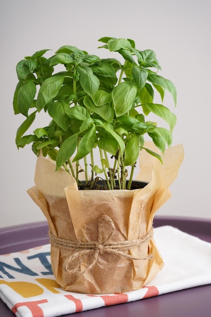 Fresh green basil plant in pot on a gray background vertically Closeup