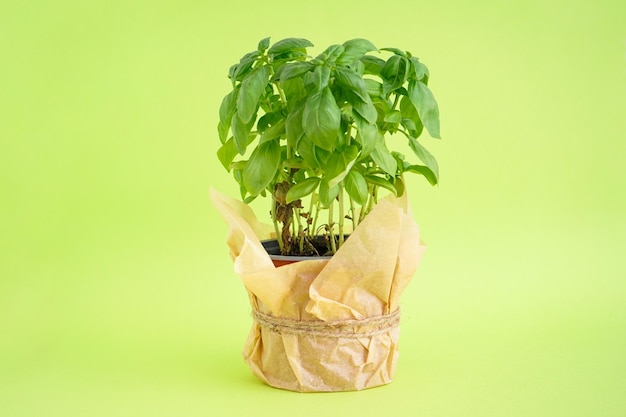 Fresh green basil plant in pot on a green background