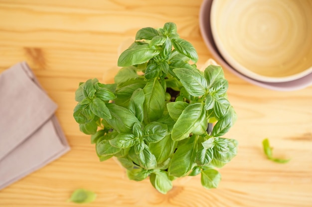 Fresh green basil plant in pot on wooden background Top view