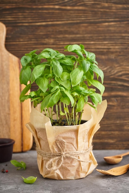 Fresh green basil plant in pot on wooden background vertically