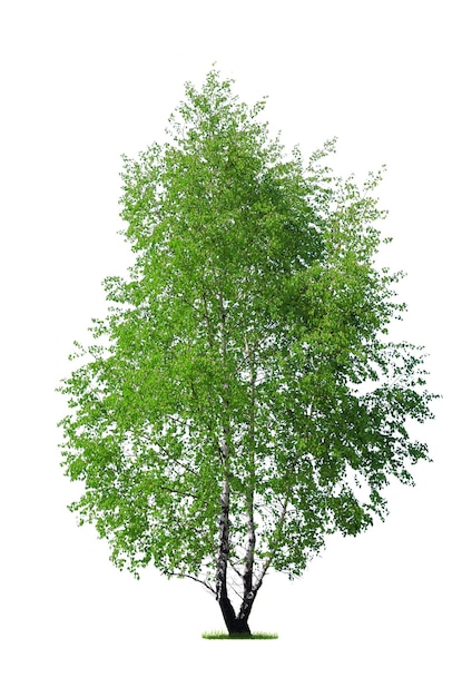 Fresh green birch tree isolated on a white background high details