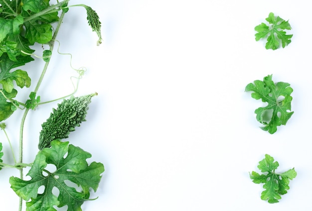 Fresh green bitter gourd with green leaves