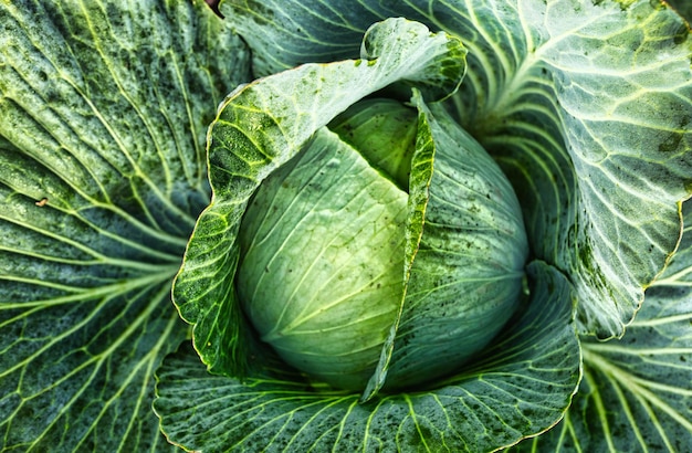 Fresh green cabbage on the bed Vegetarian food