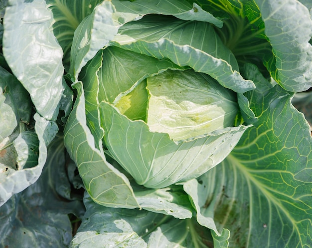 Fresh green cabbage grows in the garden Large cabbage leaves Bright sunlight Gardening and agriculture