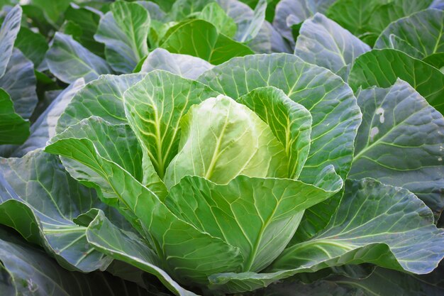 Fresh green cabbage vegetable in garden