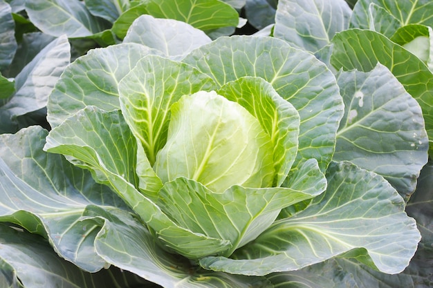 Fresh green cabbage vegetable in garden