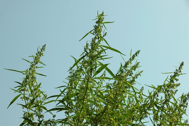 Fresh green cannabis or hemp in bloom over blue sky leaves buds and flowers