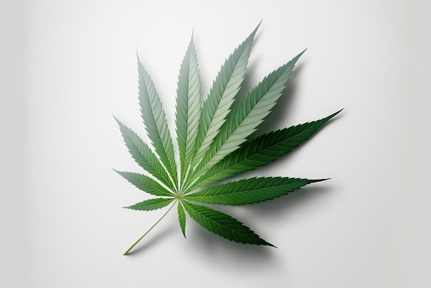 A fresh green cannabis leaf isolated in a studio illustration on white background IA generated