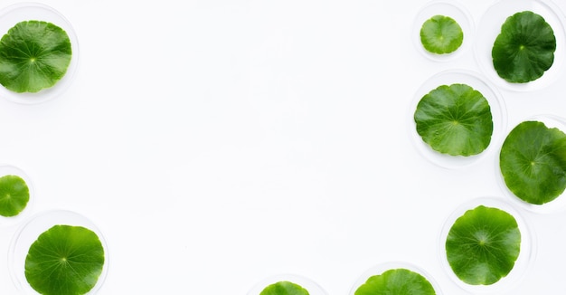 Fresh green centella asiatica leaves in petri dishes on white background.