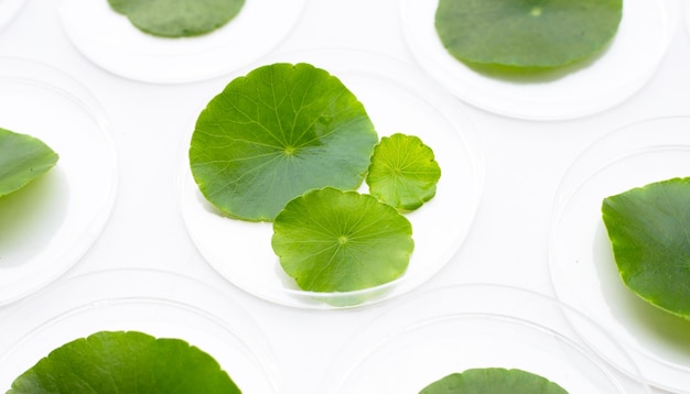 Fresh green centella asiatica leaves in petri dishes on white background