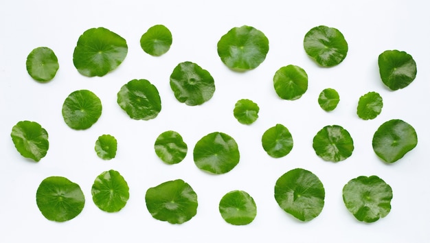 Fresh green centella asiatica leaves or water pennywort plant on white.